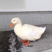 アッシュの画像