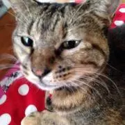 ミー