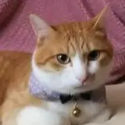 くにぃずの画像