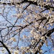 Akaruの画像