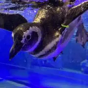 りんの画像