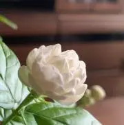 エリカの画像