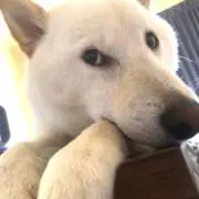 しばいぬの画像