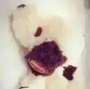 hanaʕ•ᴥ•ʔの画像