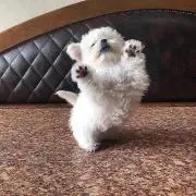 あんこぱん