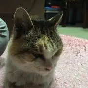 シゲキ