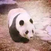 おおくまの画像