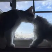 きなこもちの画像
