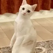 ココ