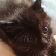 おみちゃん