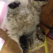ペコまむし☆の画像