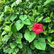 tiare04の画像