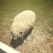 うらの画像
