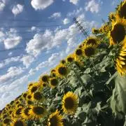MAYの画像