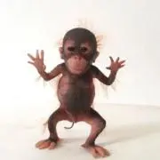 ハニの画像