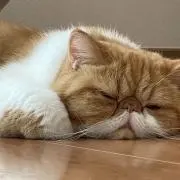 ujiccoの画像