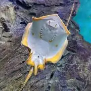 らいなすの画像