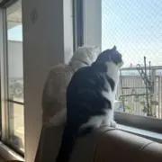 くまた  （※猫を飼っています♪）の画像