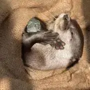 かわうそ