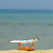 かにの画像