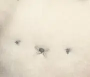 まるの画像