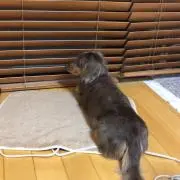 RAYの画像