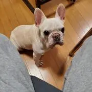 Yossiの画像