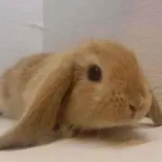 よこの画像