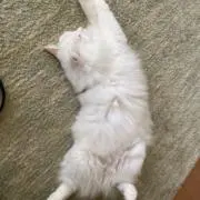 kskの画像