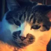 サイコ