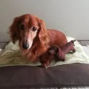 べらこの画像