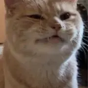 猫の画像