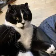 buyumiの画像