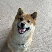 ちゃんふとの画像