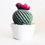 decopの画像