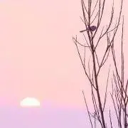 みみみの画像