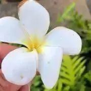 シュウザクの画像