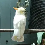 パンダコパンダ