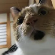 ゆかぴー