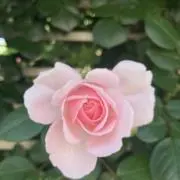 しろまるの画像