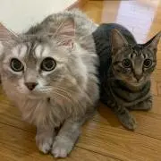 けちゃっぷの画像