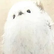 Ayamama*の画像