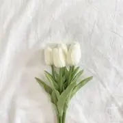 りんごの画像