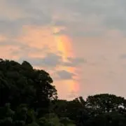 ピチューの画像