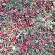とっこの画像