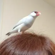 ふうちゃの画像