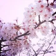 ななの画像
