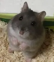 ハム⭐️