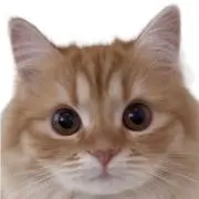 よんたん☆の画像
