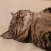 おかぴ
